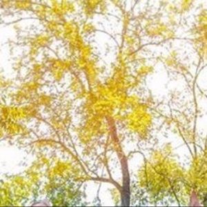 Meet your Posher, Clara